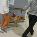 盲導犬と歩行をしている様子