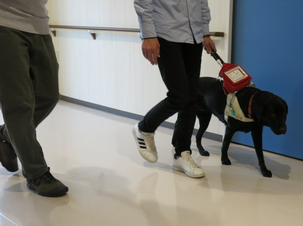 盲導犬歩行の様子。廊下の左側壁に沿って歩いている。